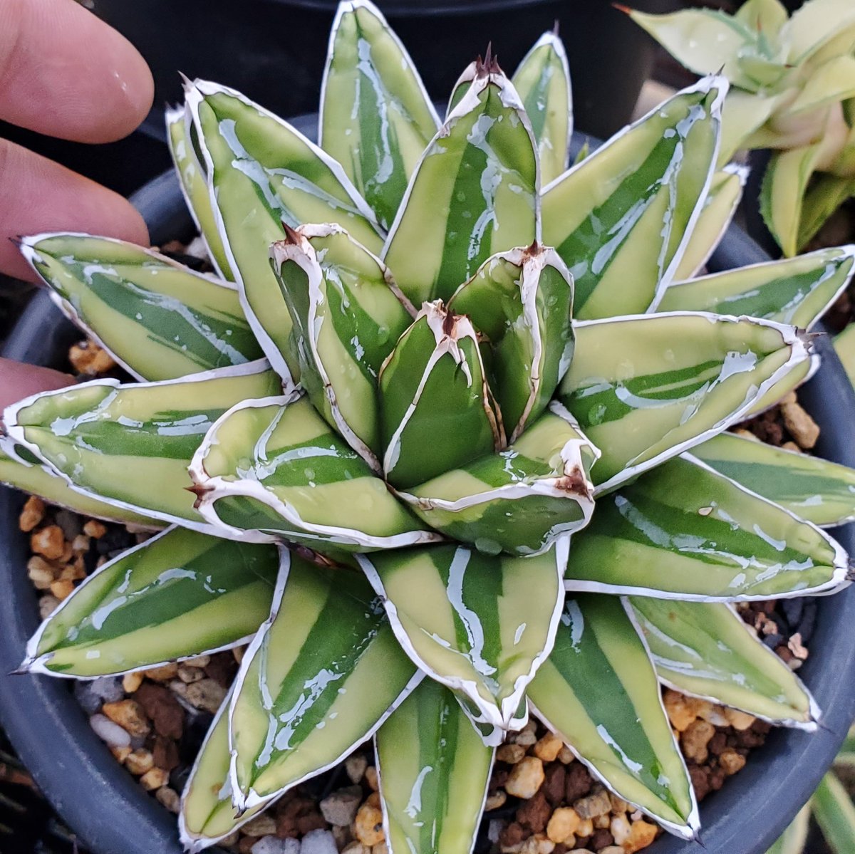 M*0様 多肉植物・アガベ•笹の雪の黄覆輪•輝山・美しい斑入り　大株 Amazon｜多肉植物 ：アガベ 笹の雪錦 黄覆輪*L｜観葉植物