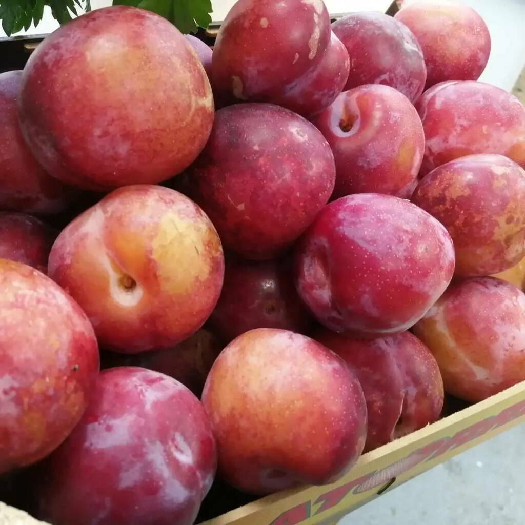 It's Victoria Plum season! Always over in a blink of an eye so get them while you can!

#Fruit #Local #Seahouses #Amble #Delicious instagr.am/p/CTCBsbQIWs-/