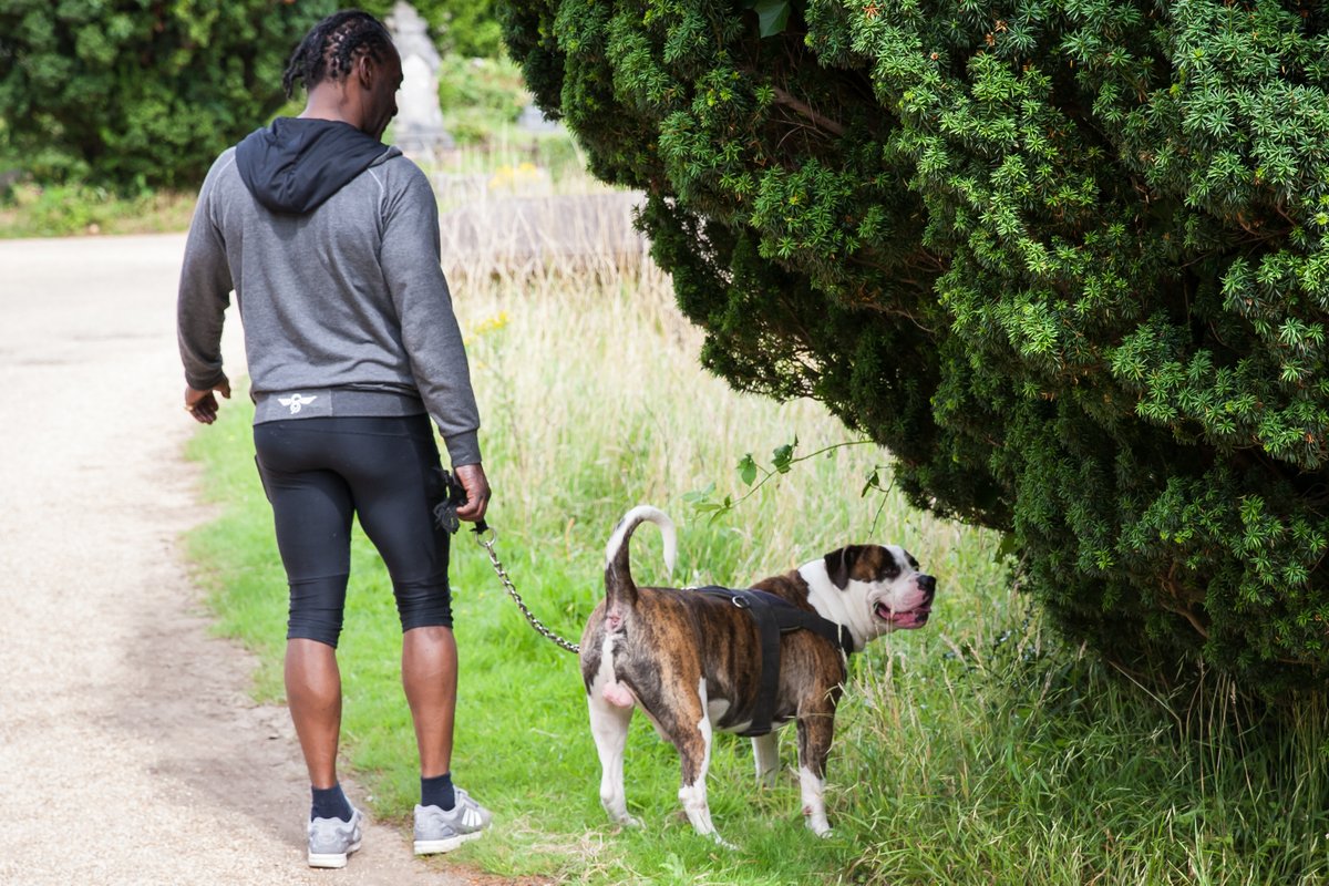 ArnosValeCem's tweet photo. It's actually #InternationalDogDay Oh joy! We love dogs here at Arnos Vale - on leads, sniffing away - what a happy sight😀#RespectTheLead https://t.co/xax2p5SqoT