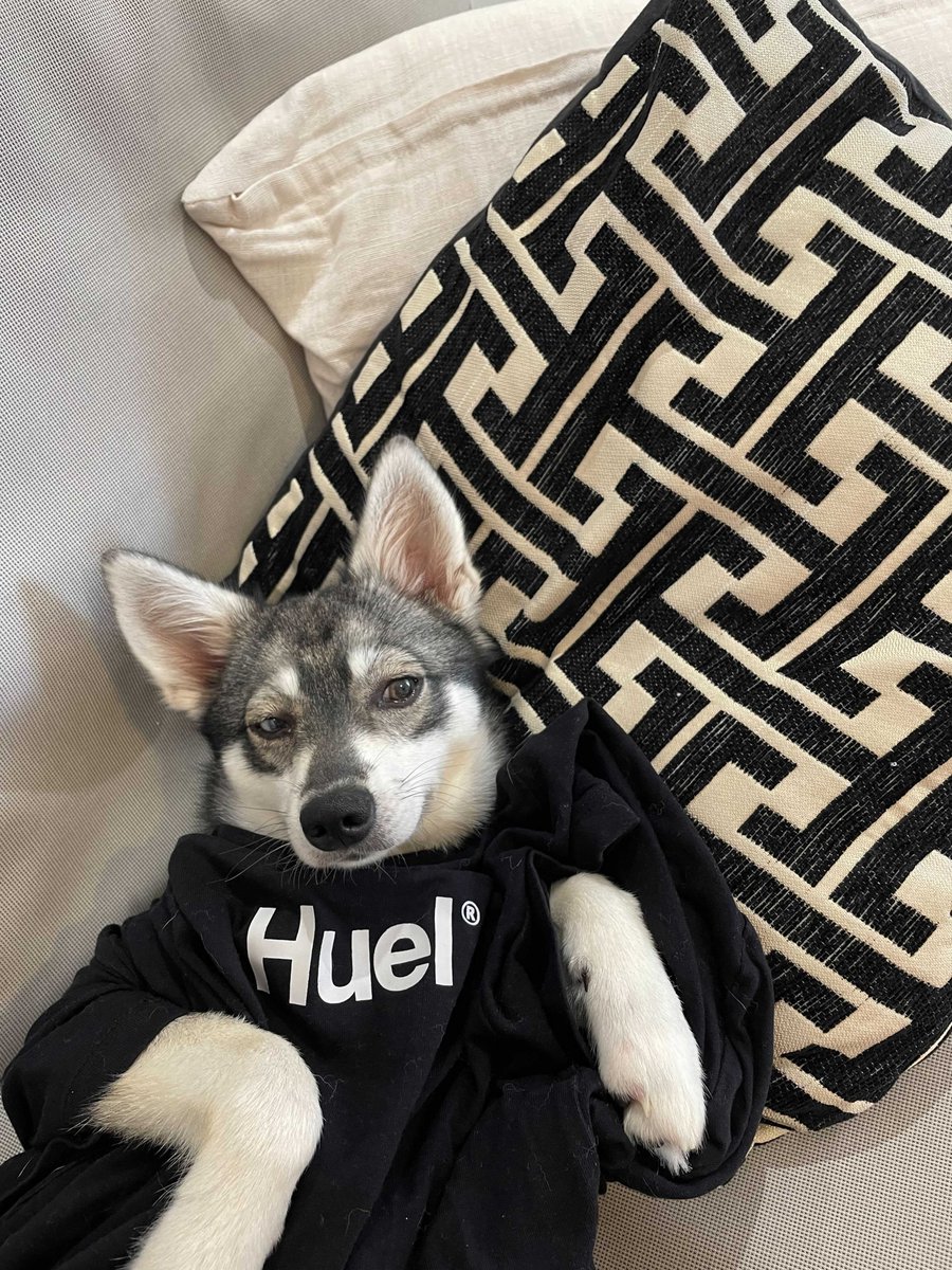 huel's tweet image. This is Buffy and she is 6 months old. In dog years that basically makes her a moody teenager about now and we're here for her attitude.