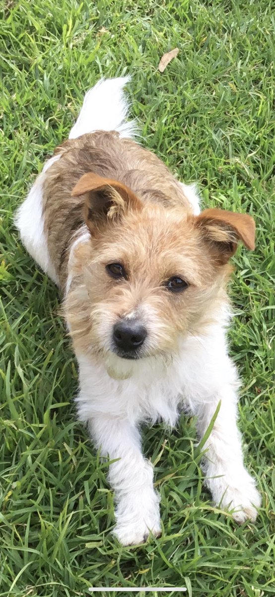 MelHappNow's tweet photo. Foscoe #InternationalDogDay #foscoe https://t.co/NOsGSjQJKB