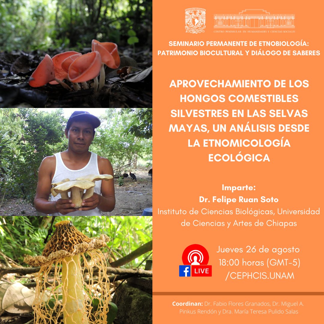 #HOY🔊 te esperamos en nuestra conferencia: Aprovechamiento de los hongos comestibles silvestres en las selvas mayas, un análisis desde la etnomicología ecológica, por ​el Dr. Felipe Ruan Soto.
​
Jueves 26 de agosto,18:00 hrs. 
Vía #facebooklive
#SeminariodeEtnobiología
¡Únete!