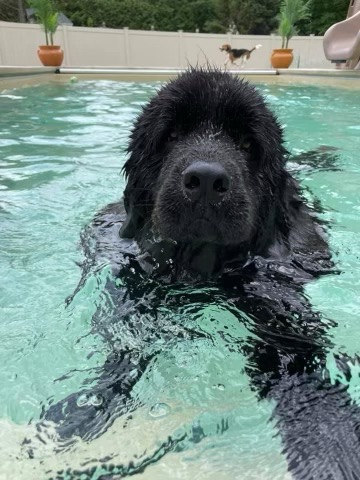 NewHampshireDOT's tweet photo. Happy #nationaldogday NH!
NHDOT's Top-Dog Belle has been staying cool and living her best life on summer vacation.
She will be well-rested and ready to resume her position of #spokesdog once the ❄snow flies.
Enjoy Belle!
#proudtobenhdot
#BelikeBelle https://t.co/DX4COgoIiR