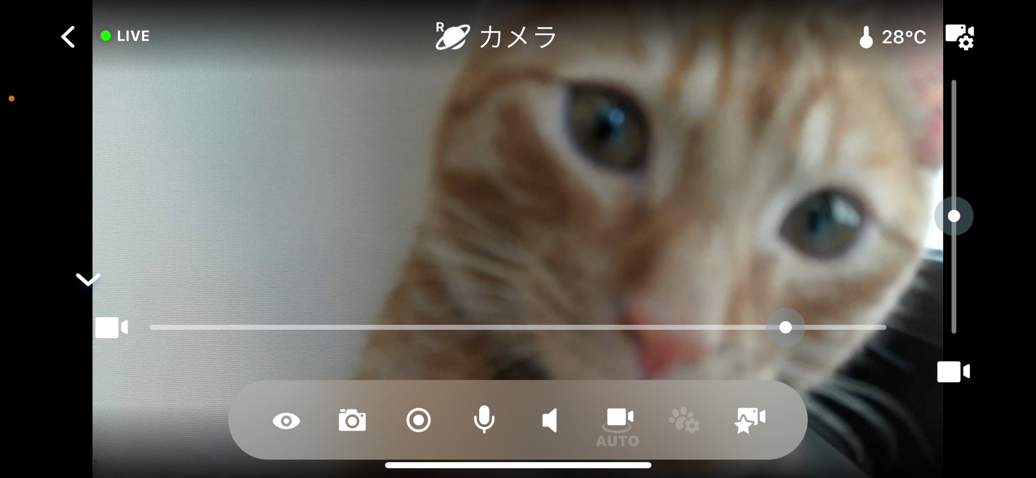 松丸 亮吾 リドくんちゃんとお留守番してるかなと思ってペットカメラ見たらめっちゃカメラ前で帰ってきてアピールしてた すぐ帰るからね T Co Mipjeticmi Twitter