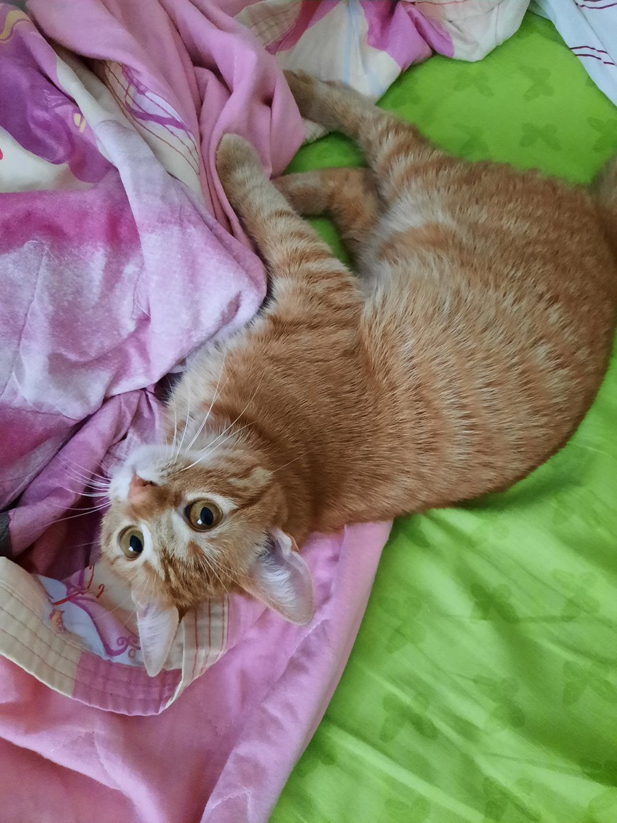 Hob 1 doz şefdali bıraktm🧡