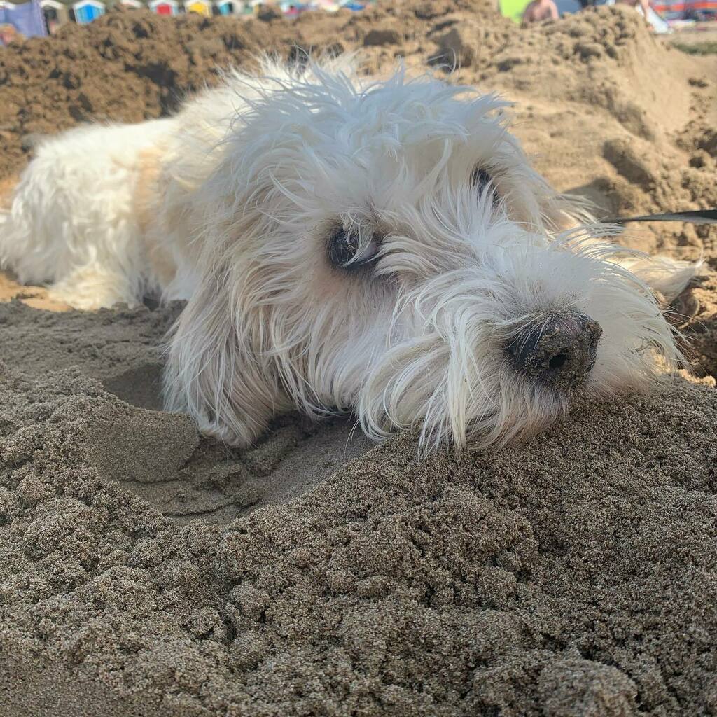 Girls loving the beach 🐶🐶#nationaldogday #pbgv #devon instagr.am/p/CTCLUdsM-iq/