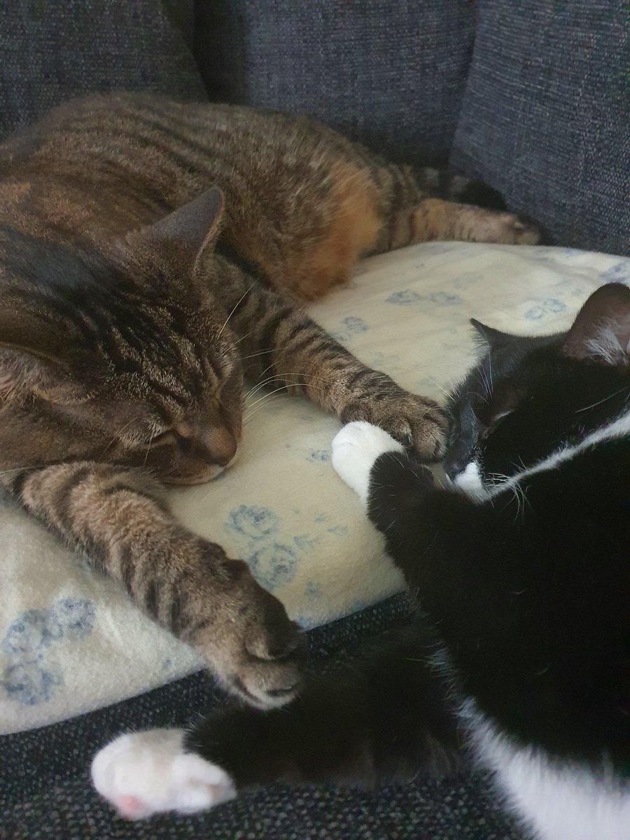 alichenn's tweet image. My two babies xx