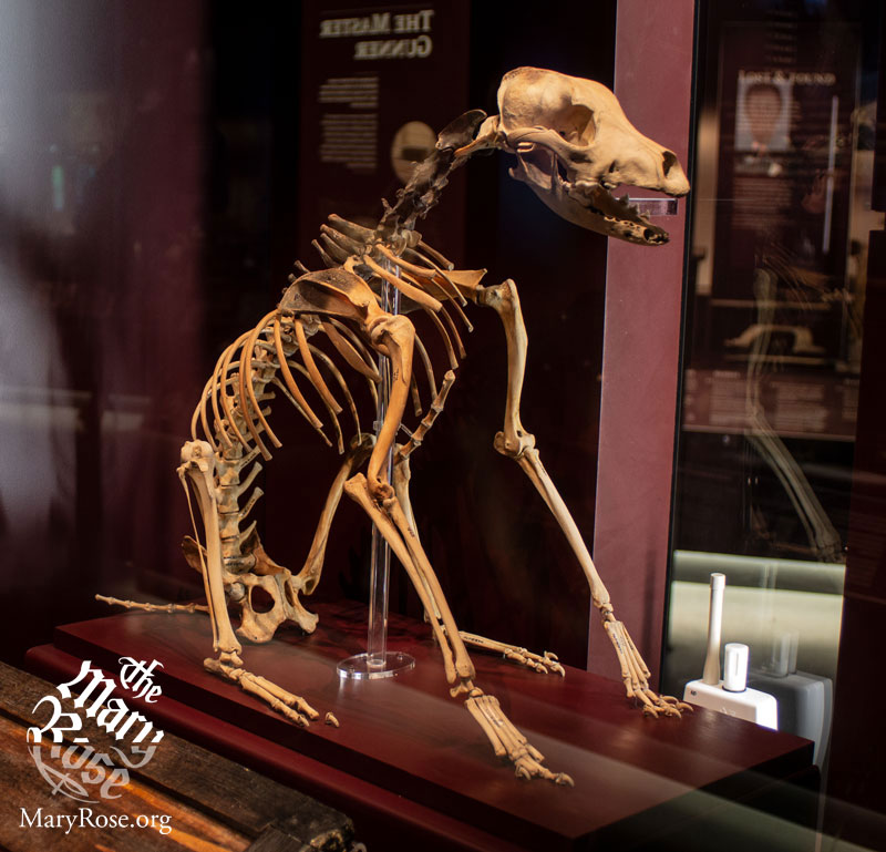 MaryRoseMuseum's tweet photo. They say that the UK is a nation of dog lovers, and our surveys confirm that - our ship's dog, Hatch, frequently comes second in visitor's most memorable exhibits (after the ship, of course!)

But who was he, and why was he on the Mary Rose?

#InternationalDogDay https://t.co/IYJIiPP5Lm