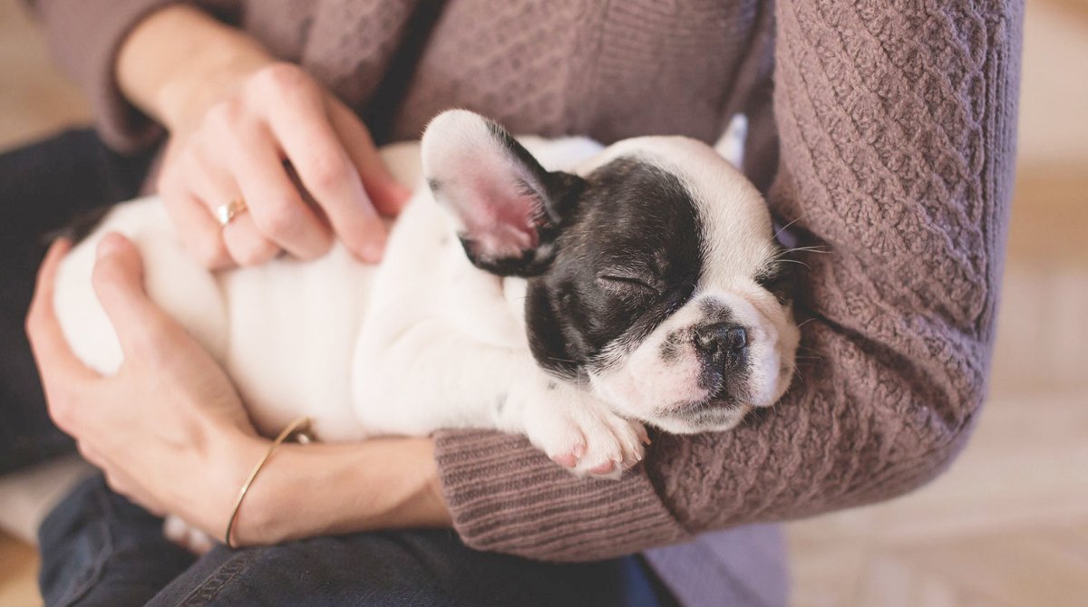 Puppy sleeping in a person's arms