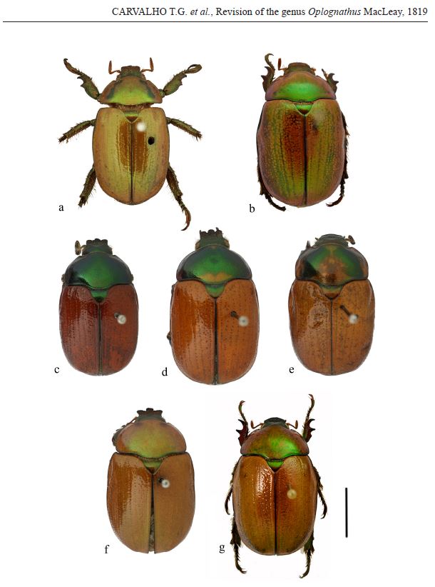 Geniates's tweet image. New paper on gorgeous beetles just got published:
Carvalho TG, Seidel M &amp;amp; Grossi PC (2021) Taxonomic revision of the genus Oplognathus MacLeay, 1819 (#Coleoptera #Scarabaeidae #Rutelinae #Rutelini). European Journal of Taxonomy 764: 62–84.
doi.org/10.5852/ejt.20…
#amazingbeetles