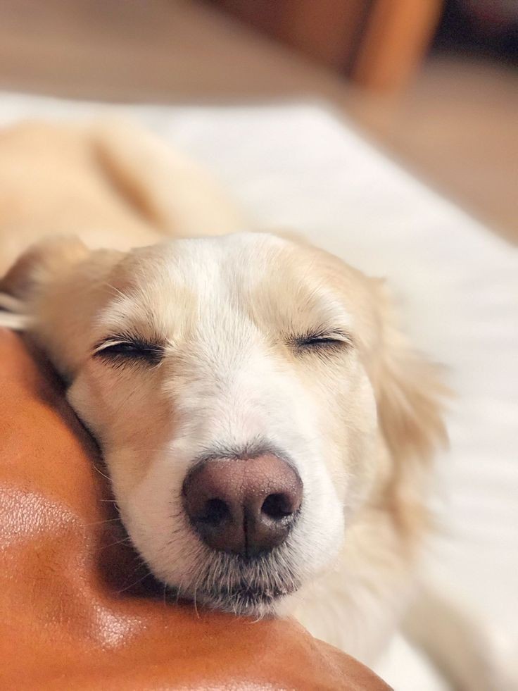 afkbbf's tweet photo. happy international dog's day pi !! cute namin ni zhein dito (real!) 🥳 https://t.co/wn3dtKTRqK
