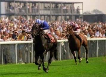 HORSERACING1002's tweet photo. DAYJUR 1987
(DANZIG - GOLD BEAUTY POR MR PROSPECTOR)
Nacido en Kentucky Febrero6 1987, Criado por Georgia E. Hoffman, propiedad de Shadwell Farm, entrenado por Kern William R.
KEEJUL 1988 1,650,000 dolares
con record de 11-7-3-0 con 819,904 dolares
#Dayjur https://t.co/3DzueRbFIW