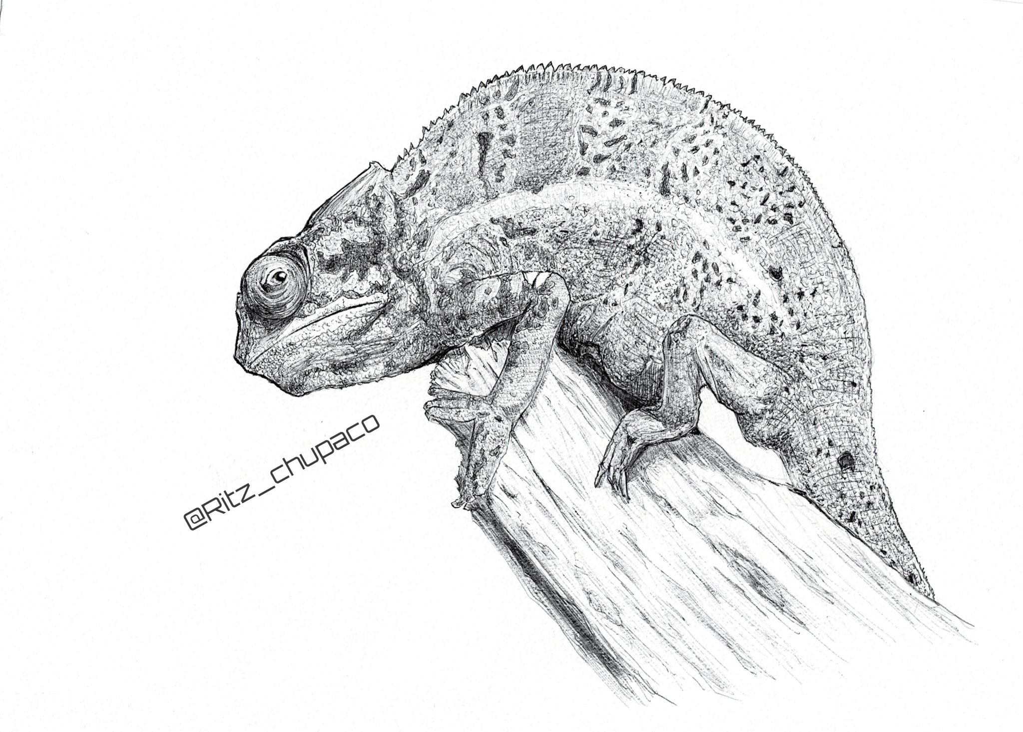 ぬ カメレオン描いた イラスト好きな人と繋がりたい ボールペン画 絵 T Co Vnajqaz9kq Twitter ぬ カメレオン描いた イラスト好きな人と繋がりたい ボールペン画 絵 T Co Vnajqaz9kq Twitter