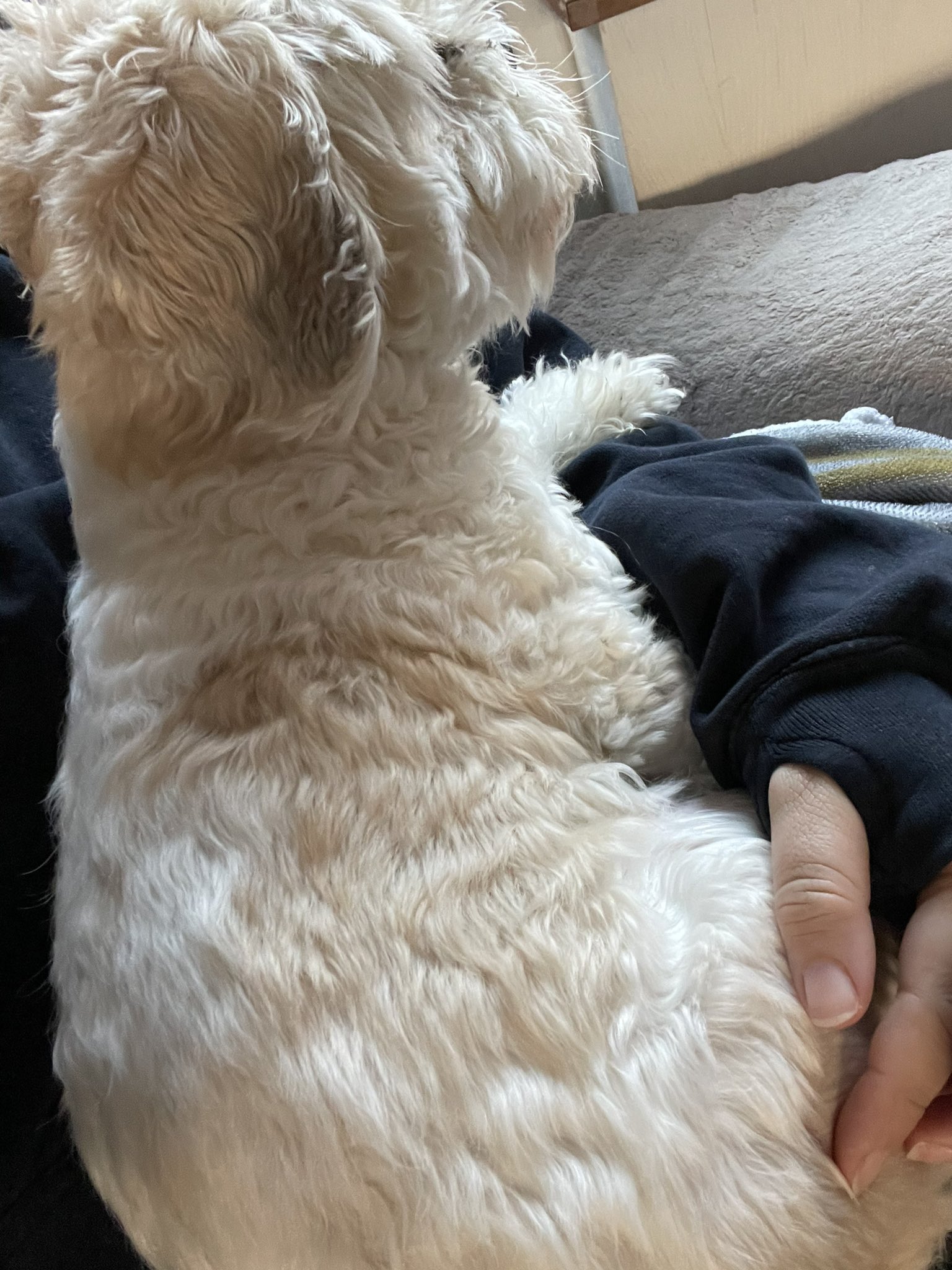 Why Do Dogs Fur Turn White