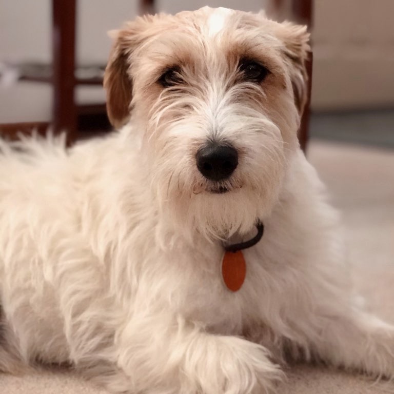 pompeiis's tweet photo. Today is National Dog Day! Cheers to our very own, lovable, "Hugie!"

#pompeiisplumbing #plumbingpup #nationaldogday https://t.co/tfGsdx1mnB