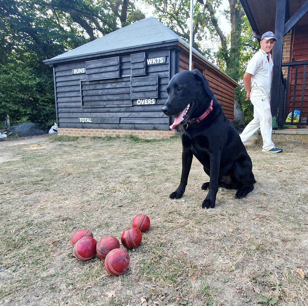 Dogs at Cricket Grounds tweet media