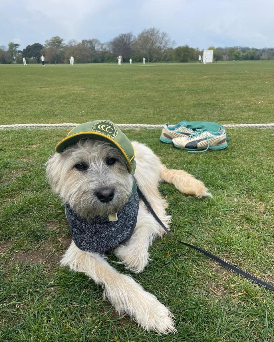 Dogs at Cricket Grounds tweet media