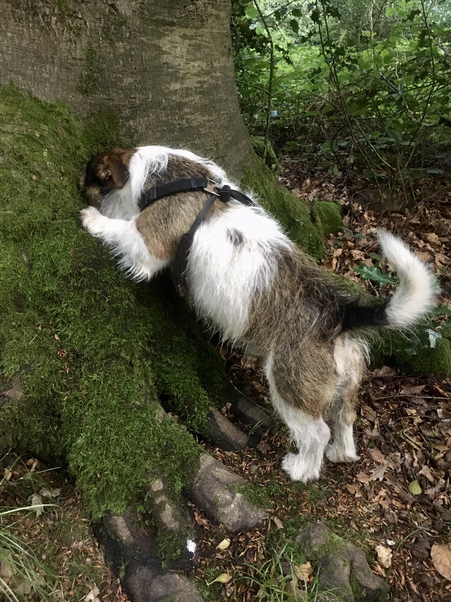 Merry #InternationalDogDay Nesbit Underparts