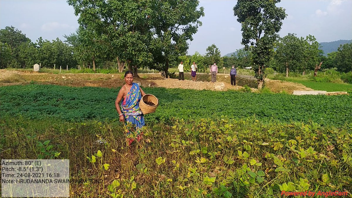 Black gram and Groundnut cultivation during Kharif season takenup around the farmpond of  Sri Hrudananda Swain, village-Siaria, Block- Reamal in Deogarh district.