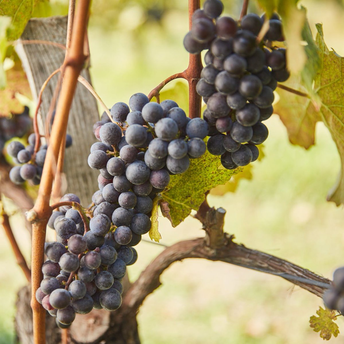 The grapes are beautiful this year too - we expect a superb vintage! 🤩🍇
#gereattila #villány