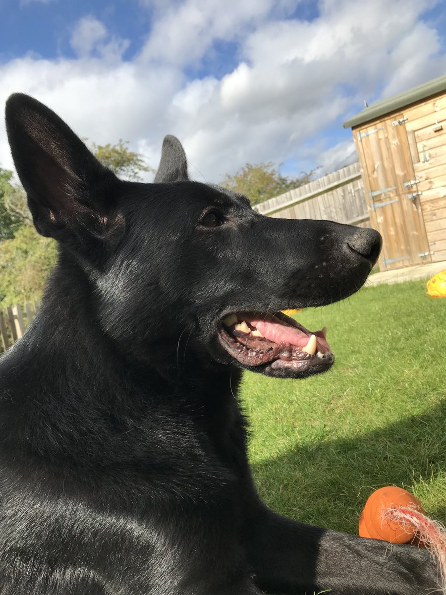 Happy National Dog Day ❤️ #gsd #beauty #rpd #livingthedream