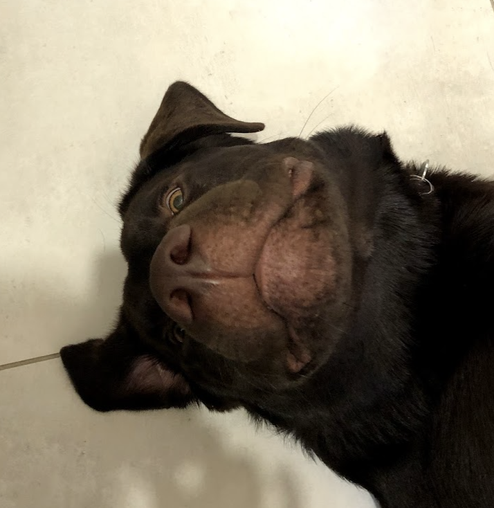 GillBedi's tweet image. #InternationalDogDay #doofus #methlab