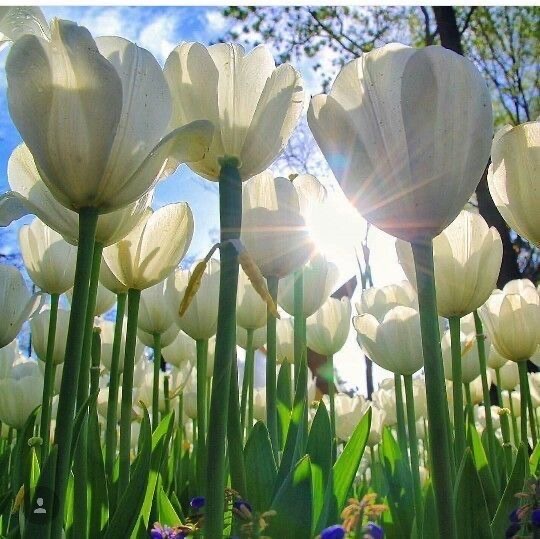 No amount of worldly darkness
Can extinguish the glow of a soul’s inner light.

Wes Fesler
