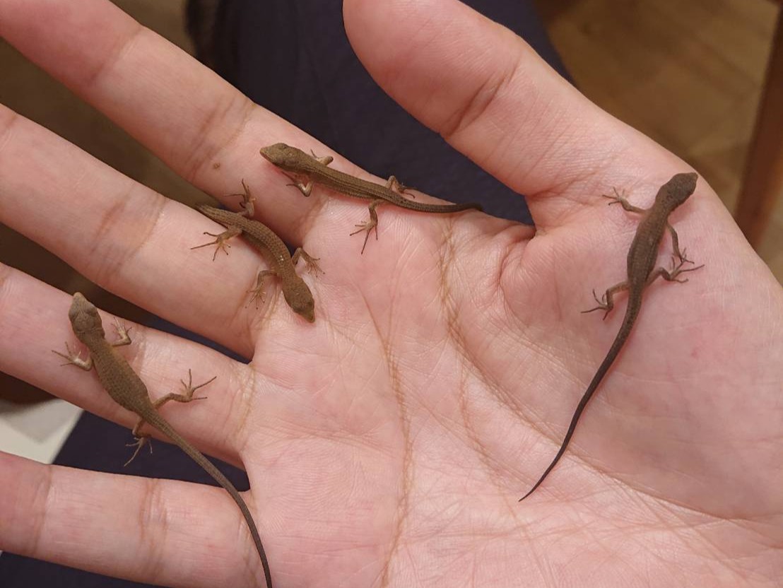 Twitter 上的 土佐工業株式会社 千葉県船橋市三咲 金杉 神保町 もう出産ラッシュ コロナ禍で生活変わりすぎです あと何匹生まれてくるんだろうか 爬虫類苦手な方ごめんなさい かなへび カナヘビ トカゲ とかげ 爬虫類 T Co Fak4lzkusx Twitter Twitter 上的 土佐工業株式会社 千葉県船橋市三咲 金杉 神保町 もう出産ラッシュ コロナ禍で生活変わりすぎです あと何匹生まれてくるんだろうか 爬虫類苦手な方ごめんなさい かなへび カナヘビ トカゲ とかげ 爬虫類 T Co Fak4lzkusx Twitter