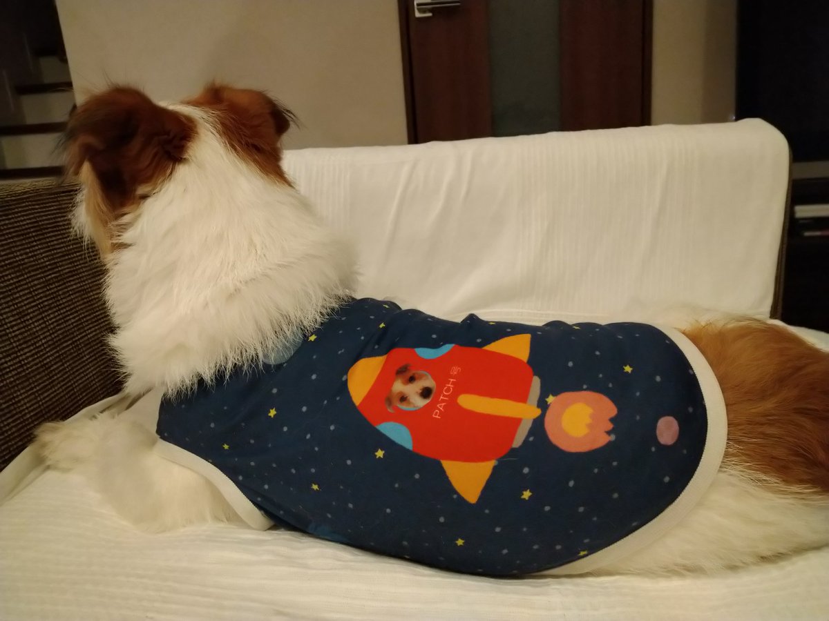 patch43226189's tweet photo. この犬服、お気に入り🐶
パッチがロケットに乗ってます😁
#ジャックラッセルテリア https://t.co/2fZXJagbOK