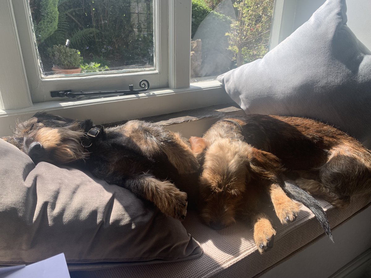 Happy International Dog Day! Harry and Ron are in their usual position keeping me company while I work! 🐶🐾🖋😀#internationaldogday #dogsoftwitter #contentwriter