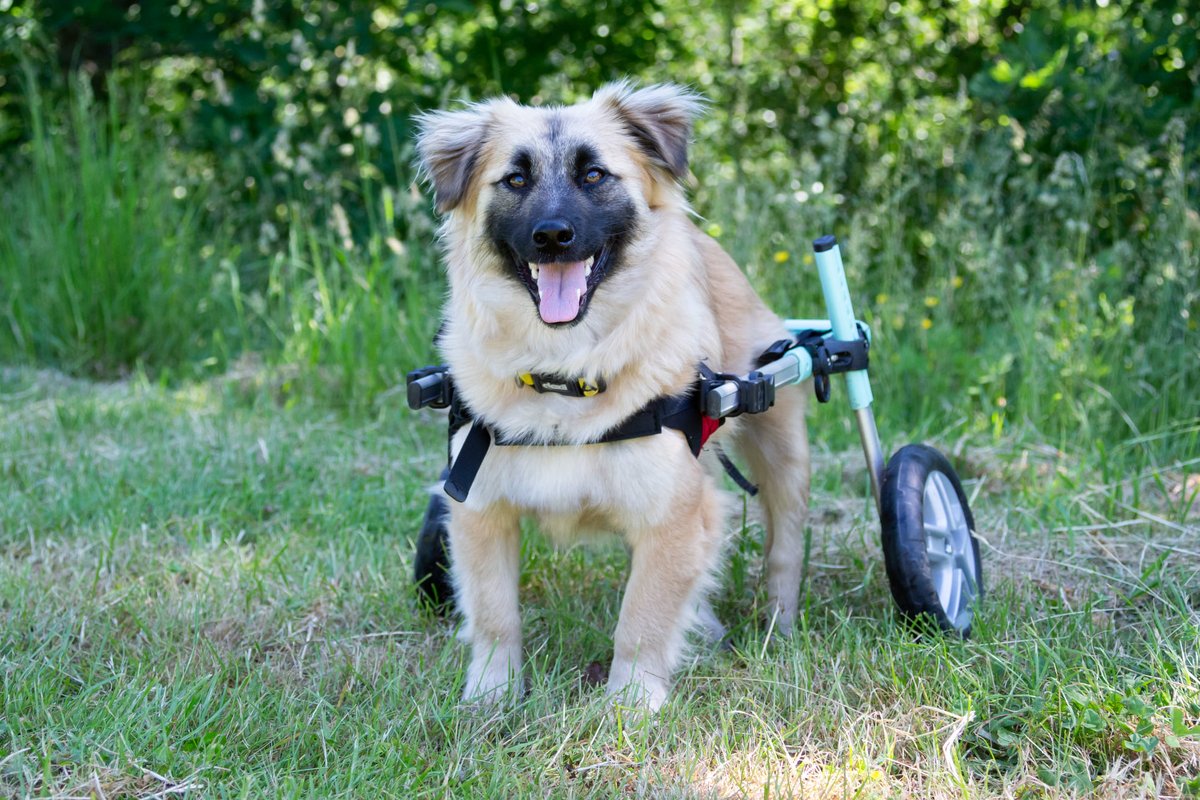 MiriMission's tweet photo. Our #beautiful disabled Danny has been entered in the Walkin Pets #competition for a spot in their 2022 calendar.
Please vote for our #gorgeous boy by clicking like on his pic.
Here is the link
https://t.co/aeKdDlQVs0
#Dogs #thursdayvibes #InternationalDogDay #DogWheels https://t.co/8l98gNBLDK