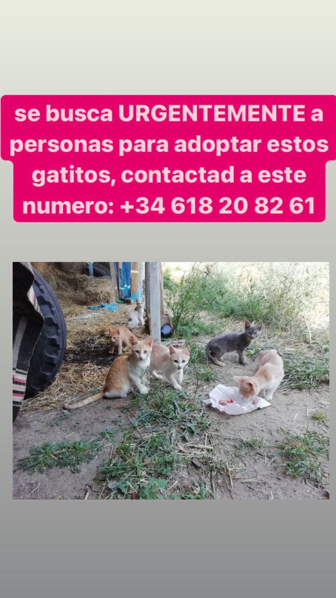 olaiaeb_100914's tweet photo. Si no podéis acoger, difundid porfi, sino los van a envenenar 🥺💔 https://t.co/Z2Ms6dQYz2