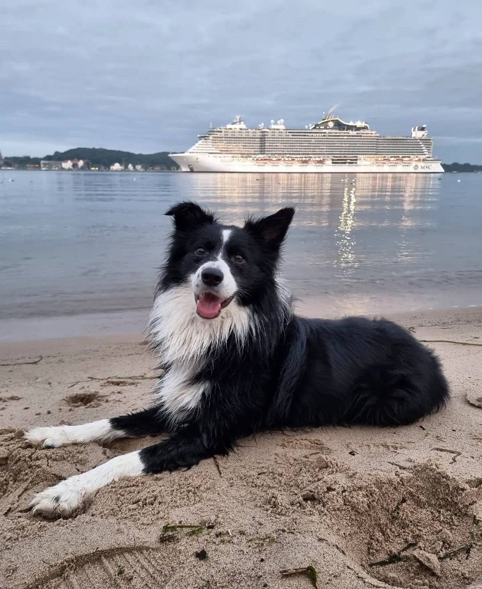 @ddbcruiseblog (@ddbcruiseblog) on Twitter photo Tanto più conosco gli uomini, tanto più amo i cani. Specialmente quelli che a loro volta amano le navi da crociera, aggiungerei. #GiornataMondialeDelCane 
In foto snickers_on_tour in posa con #MSCSeaview. Non è meraviglioso? 😍 Tanto più conosco gli uomini, tanto più amo i cani. Specialmente quelli che a loro volta amano le navi da crociera, aggiungerei. #GiornataMondialeDelCane 
In foto snickers_on_tour in posa con #MSCSeaview. Non è meraviglioso? 😍