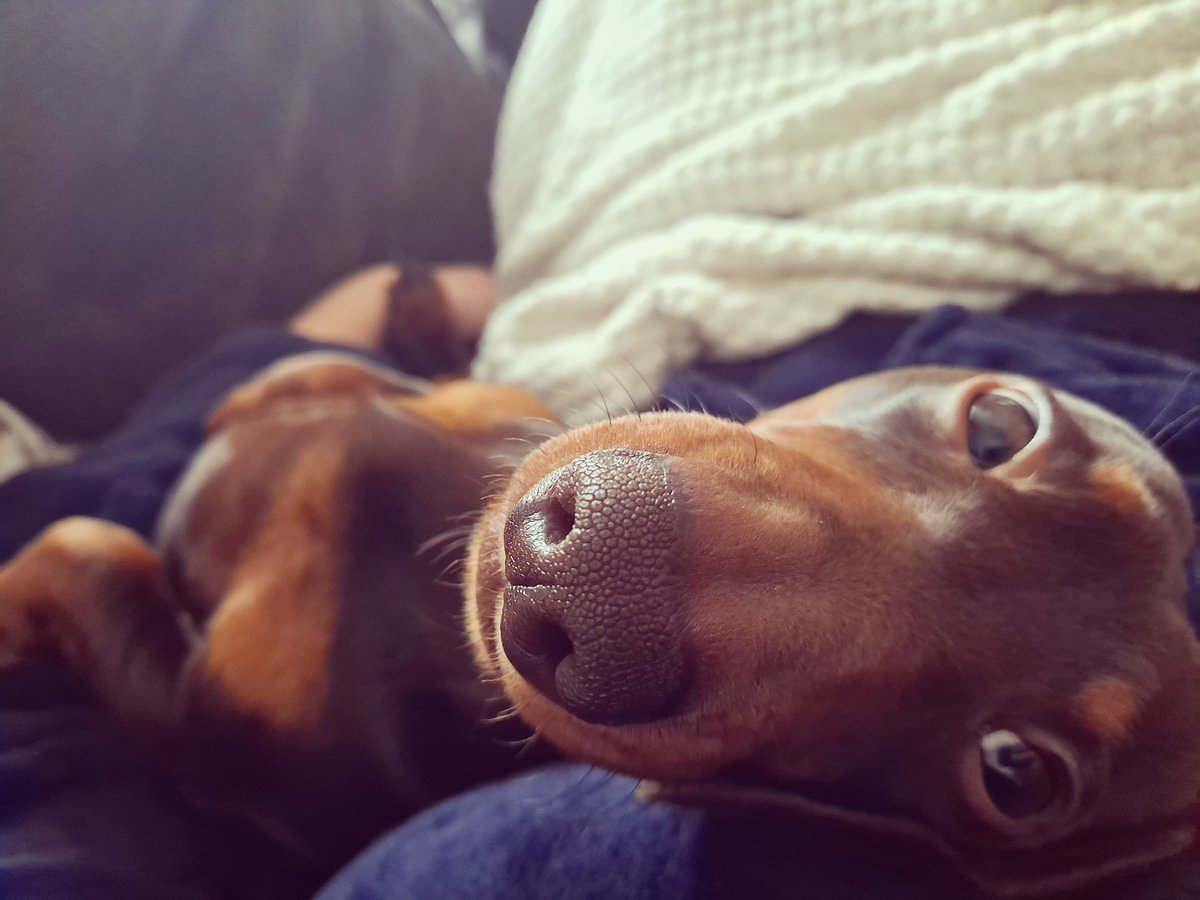 cks8891's tweet photo. Lots of love for our little Reg, especially today on #InternationalDogDay2021 
#SECAmbdogsonTwitter https://t.co/ai1UrykFMS
