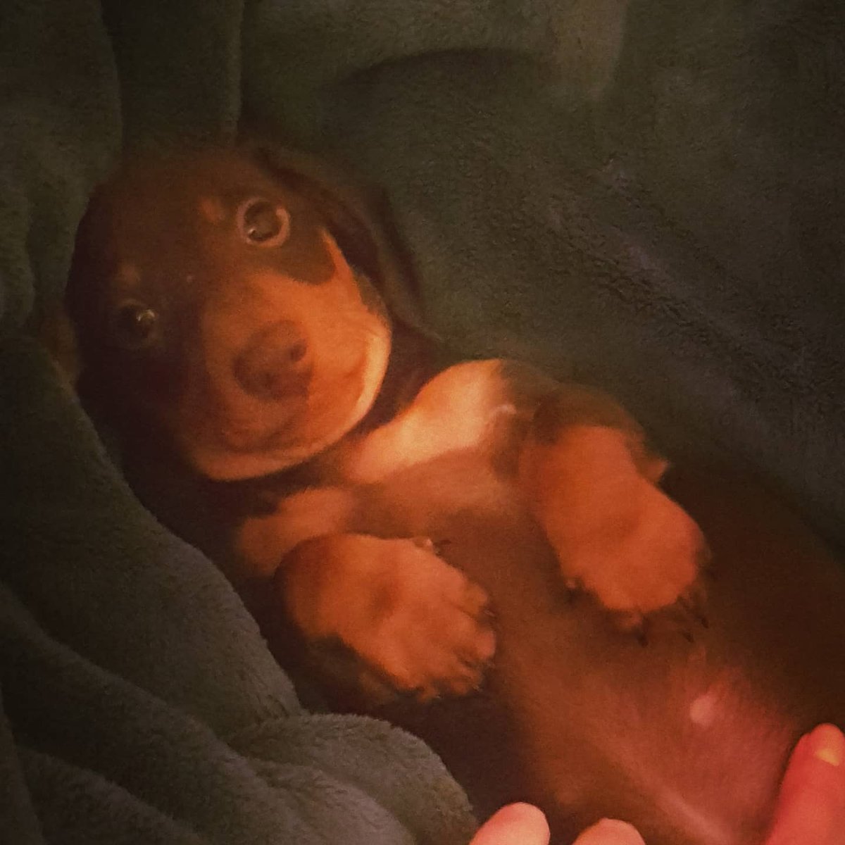 cks8891's tweet photo. Lots of love for our little Reg, especially today on #InternationalDogDay2021 
#SECAmbdogsonTwitter https://t.co/ai1UrykFMS