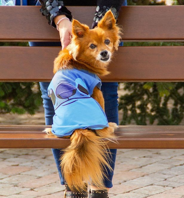 truffleshuffle_'s tweet image. Cool tees aren't just for humans! 
It's National Dog Day, so why not treat your pooch to a funky outfit with one of our cute tees for dogs 🐶
truff.sh/PetAccs
#nationaldogday #doggifts #dogtees #giftsfordogs #petgifts #dogaccessories #dogoutfit