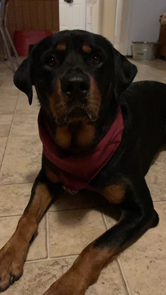 ThresherAlumni's tweet photo. It’s National Dog Day. Let’s see those Thresher Pups! #NationalDogDay #BarkOn #RollOn #WeAreThreshers #dogsoftwitter #BethelKS https://t.co/95ekrzNuj2