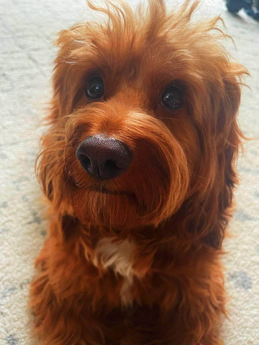 xrebeccaeade's tweet photo. @dog_rates Happy international dog day💙 this is Rooney x https://t.co/Ngfn7Ojfxk