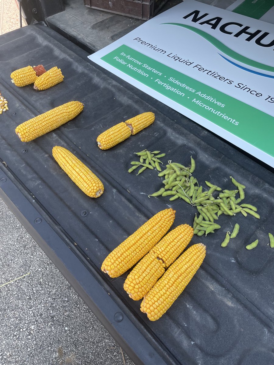 Fertman23's tweet image. Figured it was a perfect day for some tailgate therapy. Counts are looking good. Ears are heavy. Soybeans have a ways to go. I still blame a good start being the biggest impact this season. #furrowjet ⁦@PrecisionPlant⁩ #impulse #biok ⁦@NACHURS⁩ #littlextra