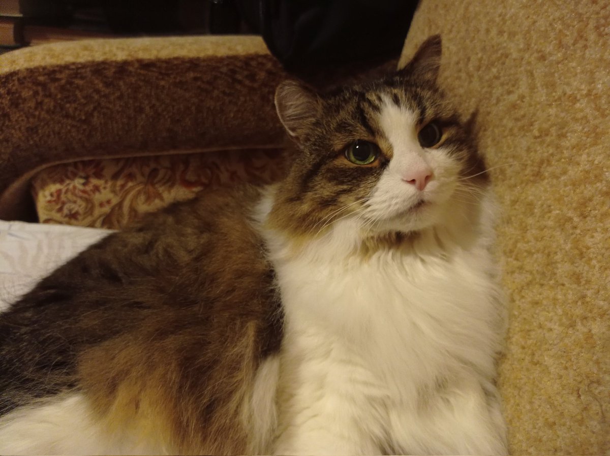 Sneaky2763_'s tweet photo. @MrSword13 i don't like trends. here's my grandparents cat https://t.co/eqtsnA8fEm