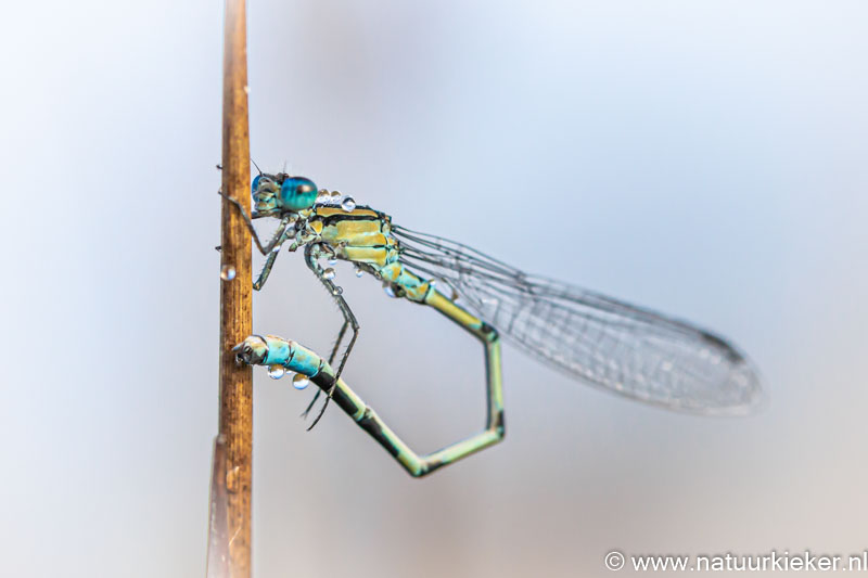 natuurkieker's tweet image. Een #lantaarntje met dauw, gisterochtend van kunnen genieten... @natuurkieker #drenthe #natuurbeleving