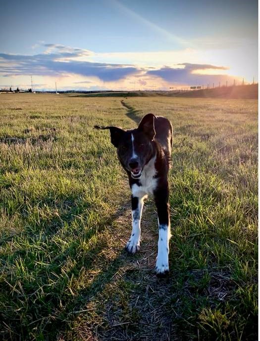 BASFAgSolutions's tweet image. Coco just celebrated his first birthday on August 5th! The adorable #FarmDog of our very own @WTStocker, Coco is a big fan of cuddles, walks, swimming but more than anything he LOVES chasing rocks! #InternationalDogDay