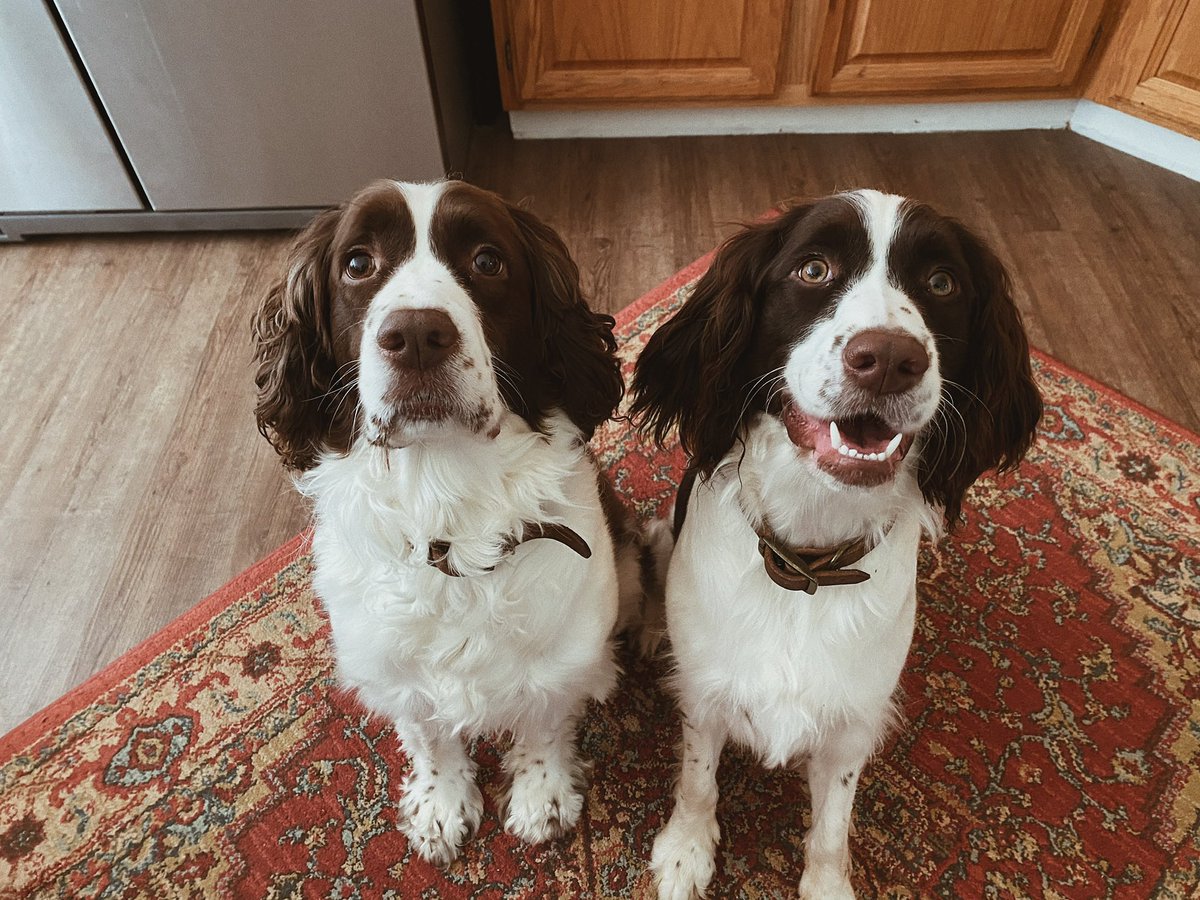 MaceyHeim's tweet photo. @dog_rates https://t.co/TLZ6PVZ4WW