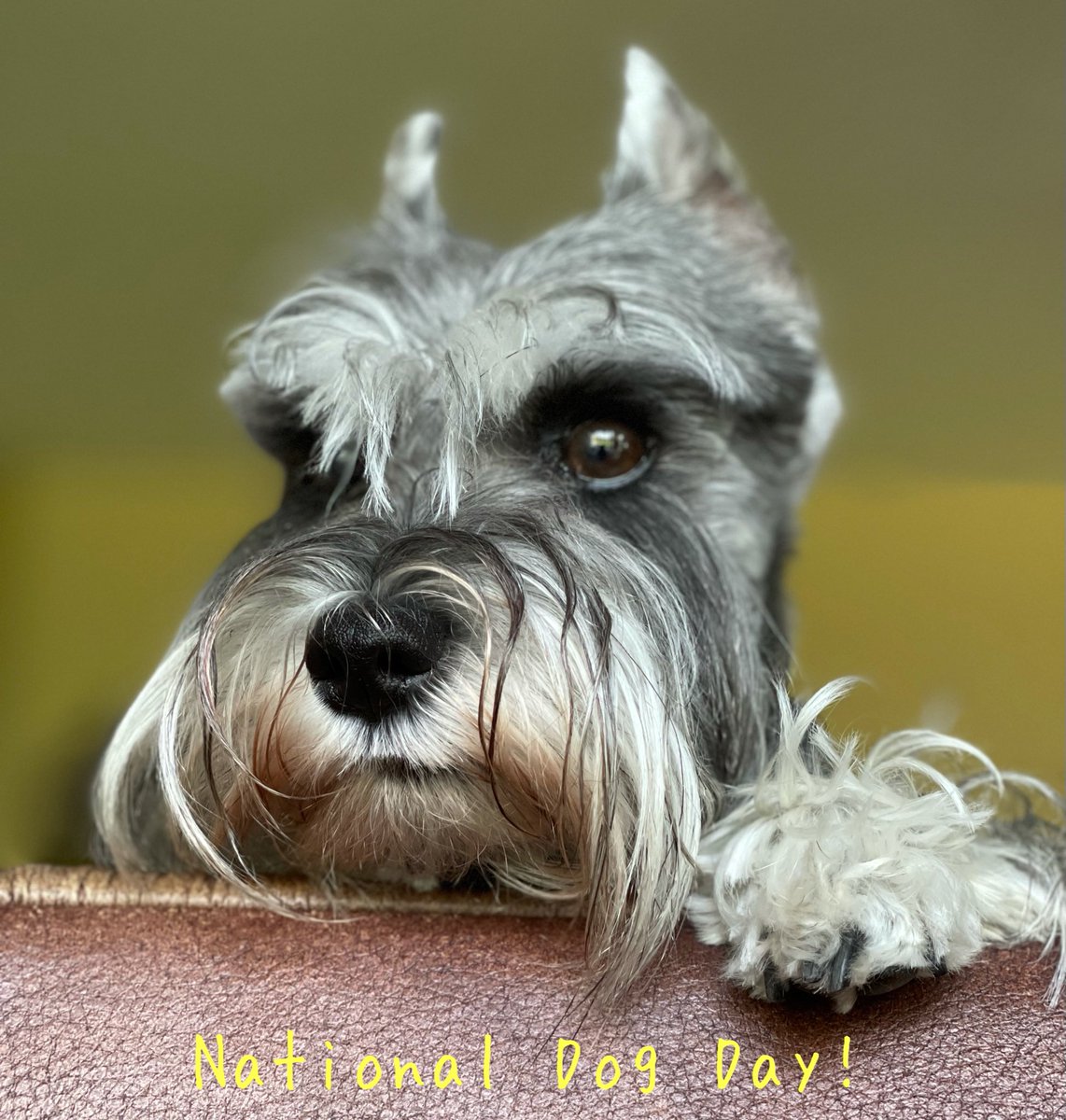 ❤️ YEONJI 🐶 
❤️
#NationalDogDay #InternationalDogDay #DogDay #Dog