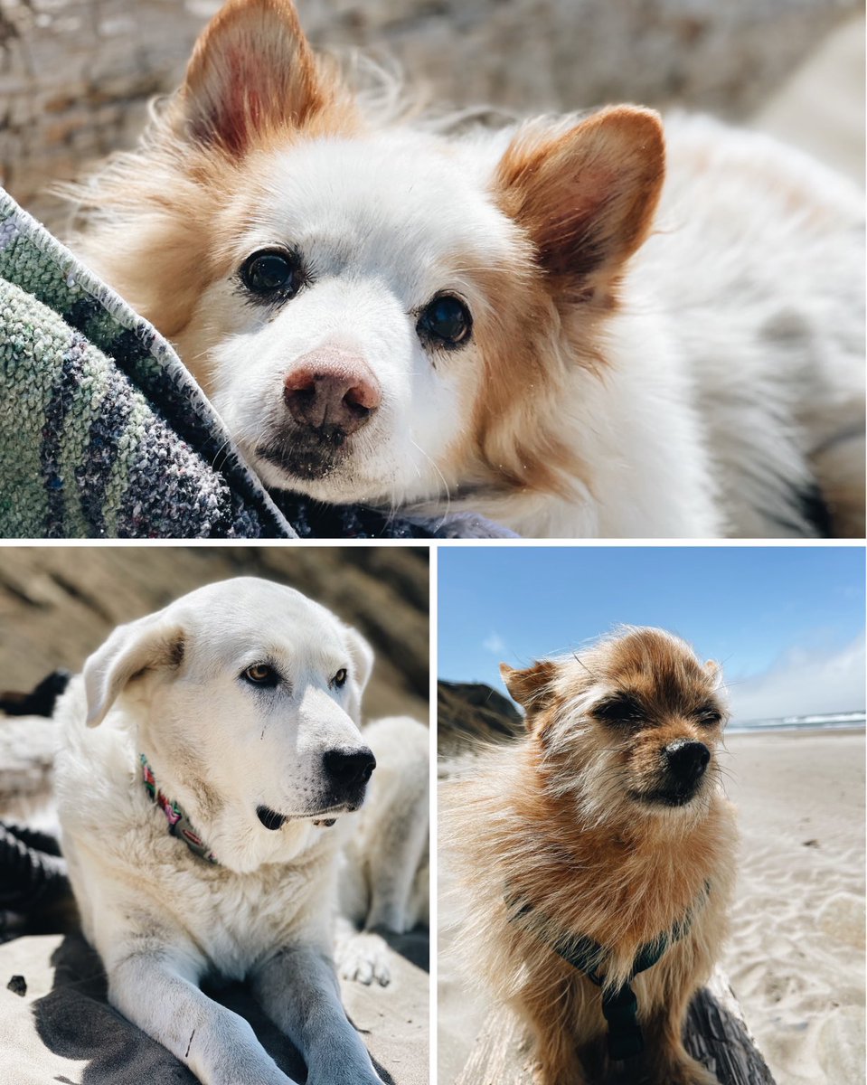 Happy #internationaldogday from Buttons, Lily, and Hefe (seen here enjoying a beach day). #adoptdontshop