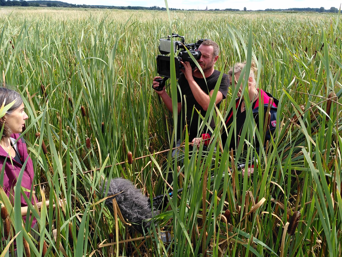Gestern Probennahme <a href="/uni_greifswald/">Uni Greifswald</a> <a href="/univienna/">Universität Wien</a> <a href="/AUFUniRostock/">AUF_UniRostock</a> + Gäste...Am 3.9. dann FELDTAG auf der #Rohrkolben-#Paludikultur-Fläche - alle sind herzlich eingeladen! moorwissen.de/de/paludikultu… <a href="/ThuenenPeat/">ThünenPeat</a> <a href="/JochenFlasbarth/">Jochen Flasbarth</a> <a href="/SPDMV/">SPD MV</a> <a href="/havasoegroseno/">Arif Havas Oegroseno</a> <a href="/Umwelt_StMO/">Umweltstiftung Michael Otto</a> @FNR_de <a href="/Bauern_Verband/">Deutscher Bauernverband e.V.</a>