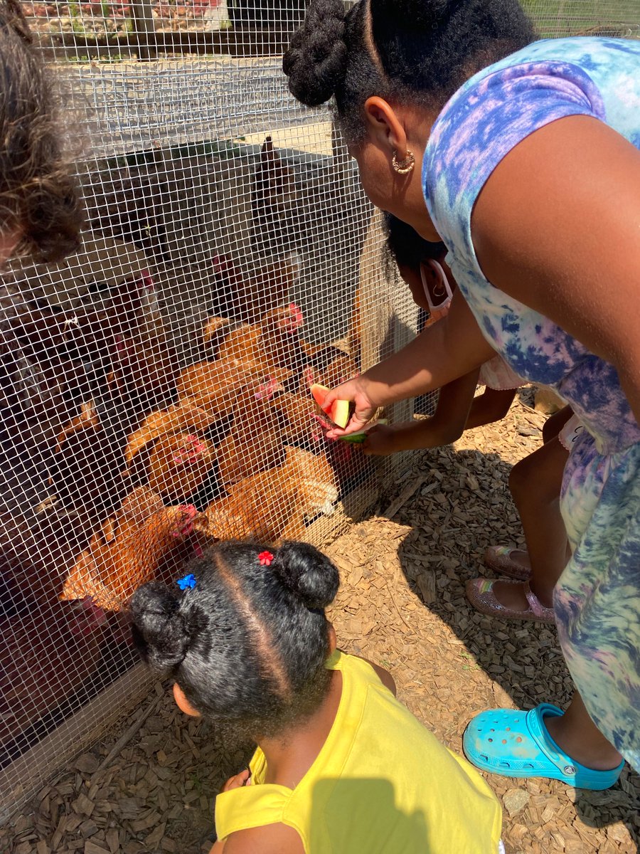 Cool Kids Campaign (@coolkidsorg) on Twitter photo What an amazing day! Yesterday at <a href="/firstfruitsmd/">First Fruits Farm</a> Cool Kids were able to pick enough peppers to feed 100 people in need, act as pollinators, tour the farm, munch on sweet corn, have a refreshing sip of watermelon lemonade, and feed the chickens! What an amazing day! Yesterday at <a href="/firstfruitsmd/">First Fruits Farm</a> Cool Kids were able to pick enough peppers to feed 100 people in need, act as pollinators, tour the farm, munch on sweet corn, have a refreshing sip of watermelon lemonade, and feed the chickens!