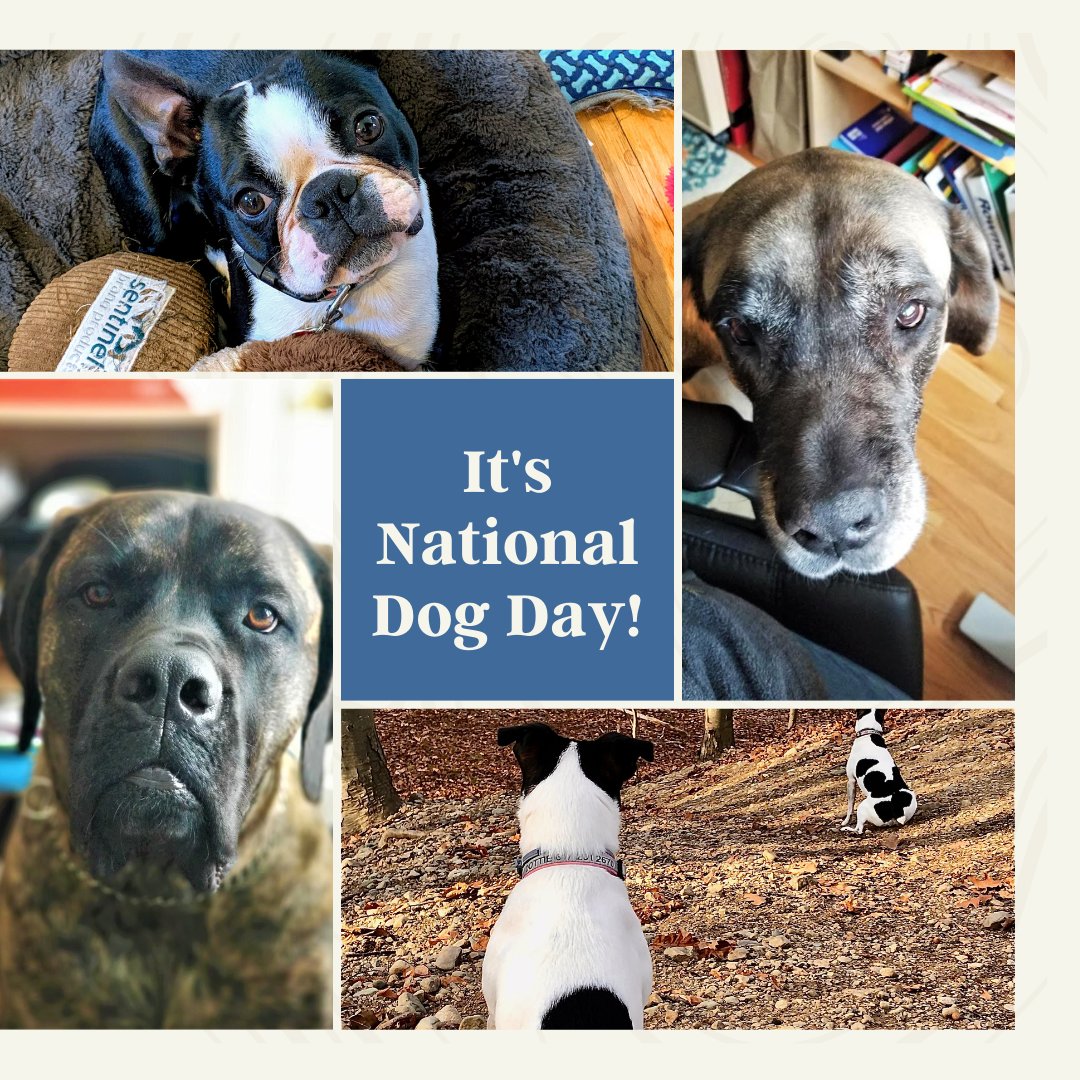 SignSystem1's tweet image. Our furry friends have been emotional life-savers during the WFH days of the pandemic. To honor their unconditional support during our lonely days of #stayhome, we want to recognize them today on #nationaldogday! #signsystem  #interiorsignage #signdesign #wayfinding