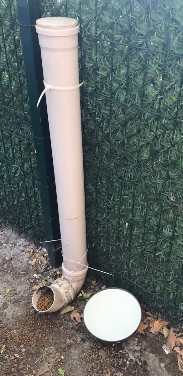 kampus_patiler's tweet photo. Beslemelerimize devam ediyoruzz 🐈 Bu sıcak havalarda kedi dostlarımıza yardımcı olmak isterseniz kumbara linkimiz;  https://t.co/K3ADQI0KGx https://t.co/1HFfCRMniQ