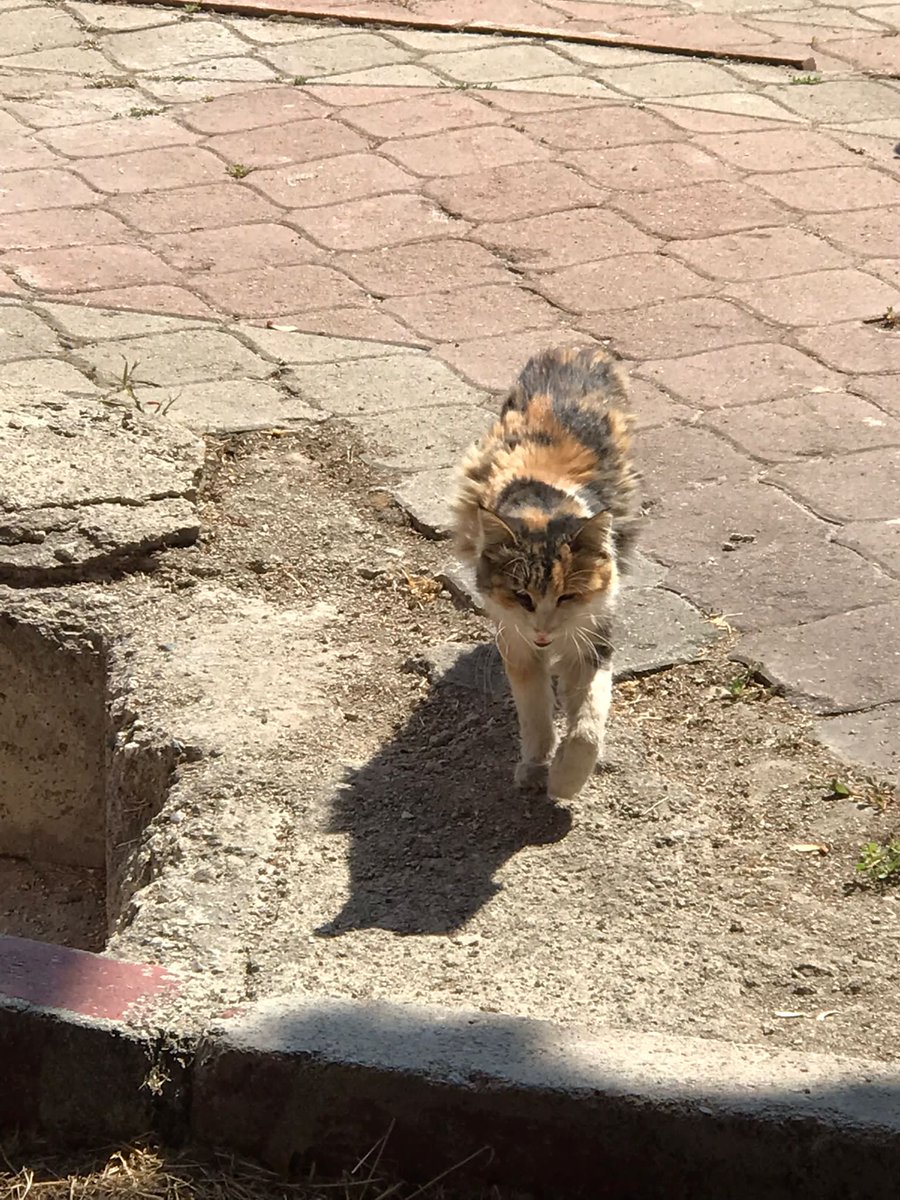 Beslemelerimize devam ediyoruzz 🐈 Bu sıcak havalarda kedi dostlarımıza yardımcı olmak isterseniz kumbara linkimiz;  ormanamama.com/kampus-patileri